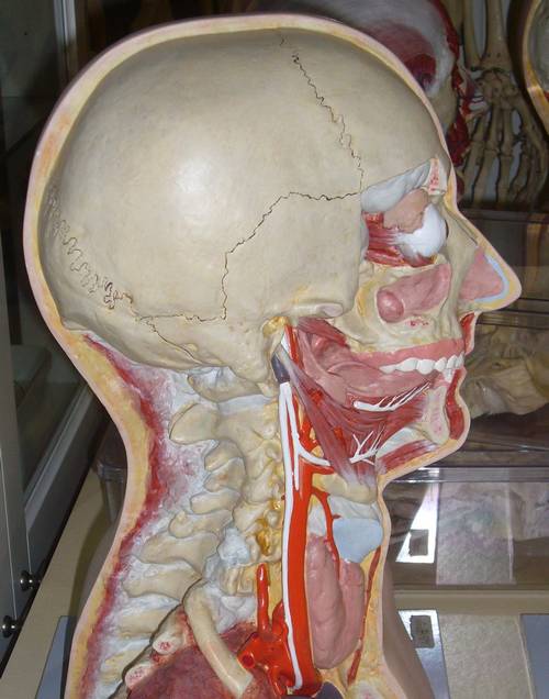 Anatomische Sammlung