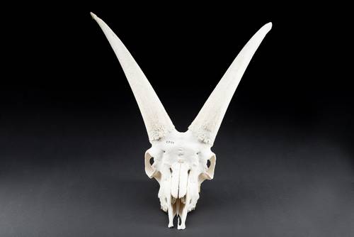 Archäozoologische Sammlung