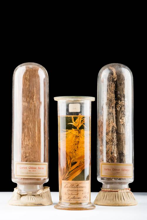 Herbarium Tubingense
